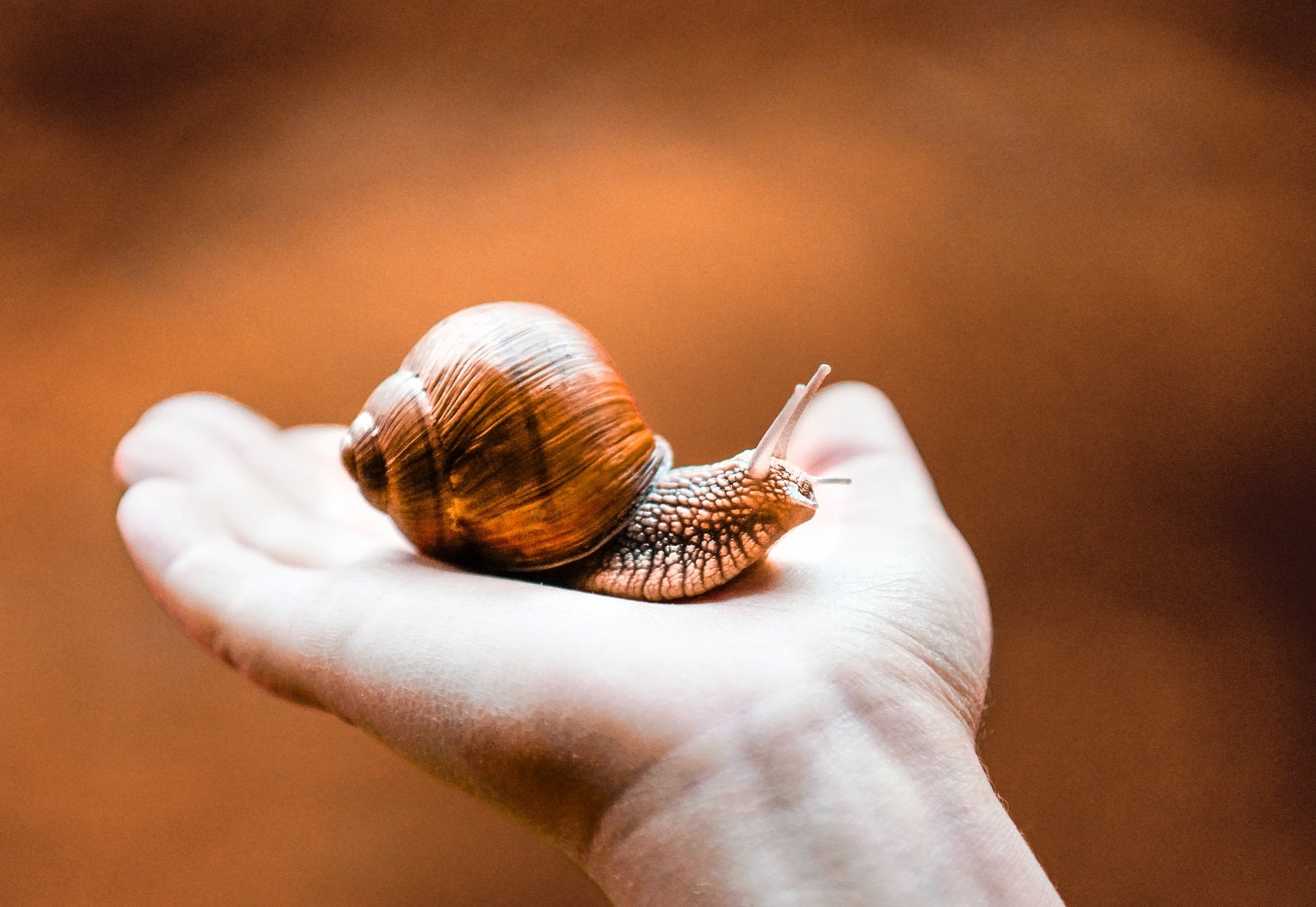 Snail Code Schneckenschleim Gesichtscreme – Mit 65% Extrakt Für Reine & Feuchte Haut